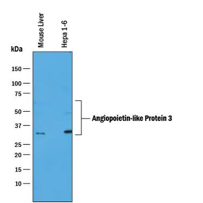 ANGPTL3 Antibody in Western Blot (WB)