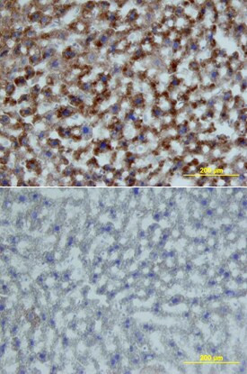 Growth Hormone Receptor Antibody in Immunohistochemistry (Frozen) (IHC (F))