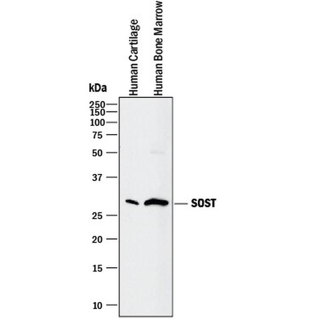 Sclerostin Antibody in Western Blot (WB)