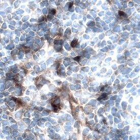 FGFBP1 Antibody in Immunohistochemistry (Frozen) (IHC (F))