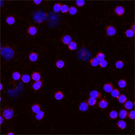 CD275 (B7-H2) Antibody in Immunocytochemistry (ICC/IF)