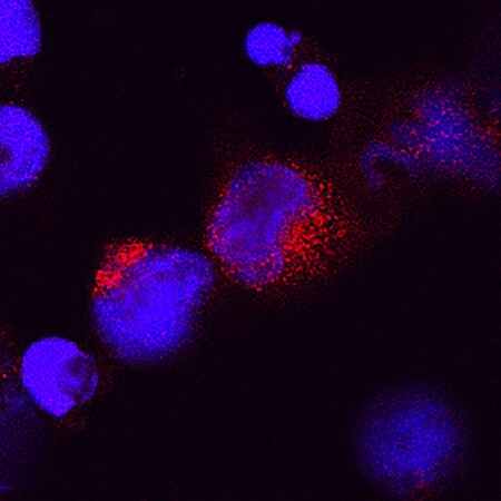 IL-28A Antibody in Immunocytochemistry (ICC/IF)