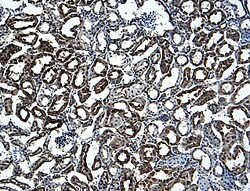 CD266 Antibody in Immunohistochemistry (Frozen) (IHC (F))