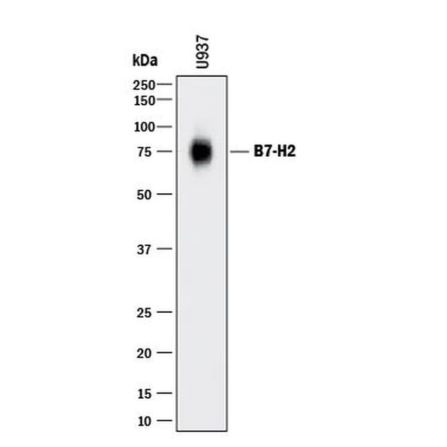 CD275 (B7-H2) Antibody in Western Blot (WB)