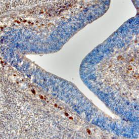 SEMA3C Antibody in Immunohistochemistry (Frozen) (IHC (F))