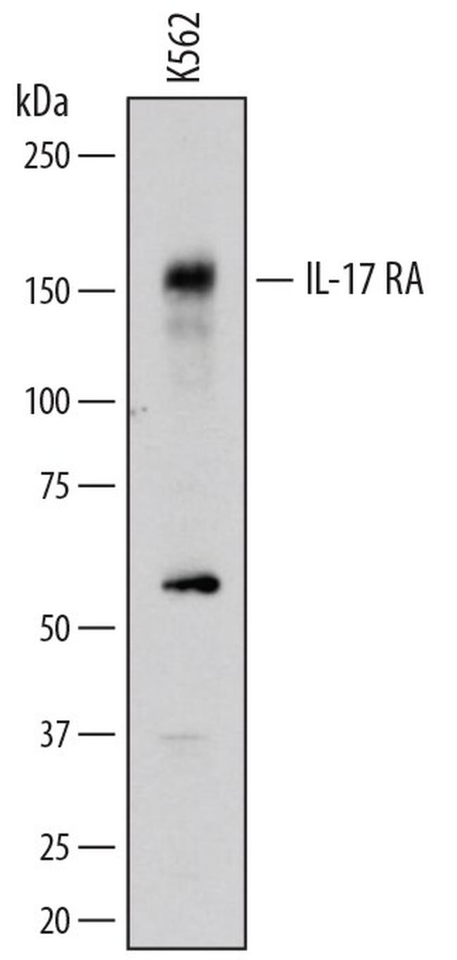 IL17RA Antibody in Western Blot (WB)