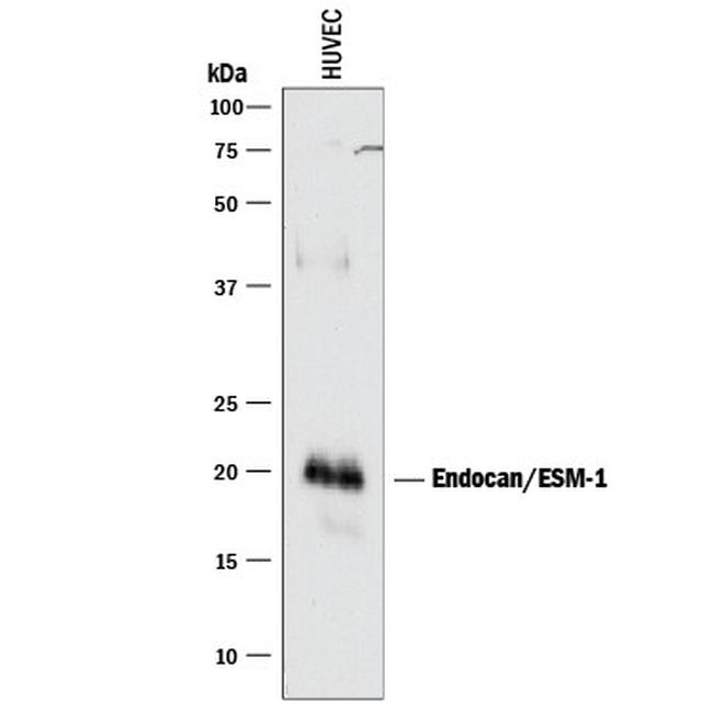 Endocan Antibody in Western Blot (WB)