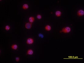 NKp46 Antibody in Immunocytochemistry (ICC/IF)