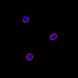 IL-6 Antibody in Immunocytochemistry (ICC/IF)