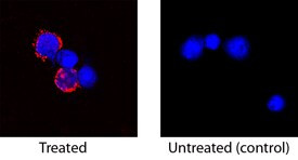 IL-2 Antibody in Immunocytochemistry (ICC/IF)