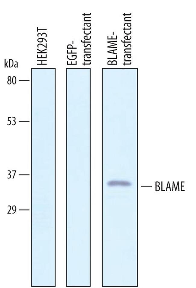 SLAMF8 Antibody in Western Blot (WB)