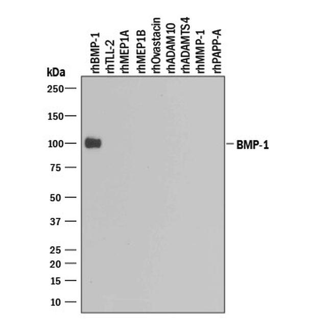 BMP1 Antibody in Western Blot (WB)