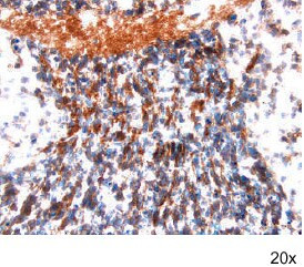 FZD4 Antibody in Immunohistochemistry (Frozen) (IHC (F))