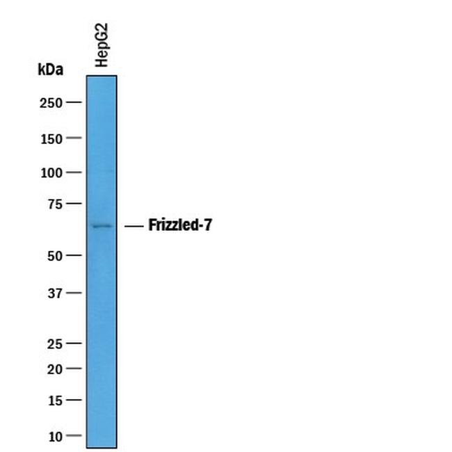 FZD7 Antibody in Western Blot (WB)