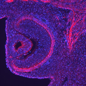 Endocan Antibody in Immunohistochemistry (Frozen) (IHC (F))