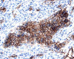 Kallikrein 6 Antibody in Immunohistochemistry (Paraffin) (IHC (P))