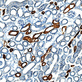 EGF Antibody in Immunohistochemistry (Frozen) (IHC (F))