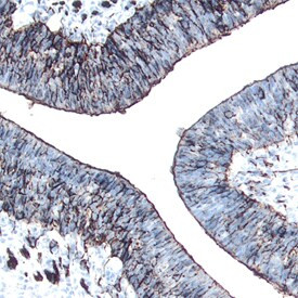 SEMA6C Antibody in Immunohistochemistry (Frozen) (IHC (F))