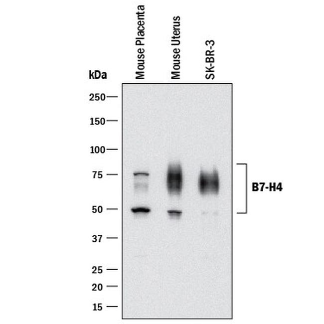 B7-H4 Antibody in Western Blot (WB)