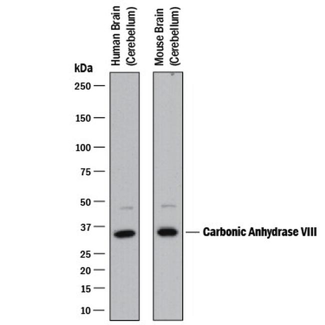 Carbonic Anhydrase VIII Antibody in Western Blot (WB)