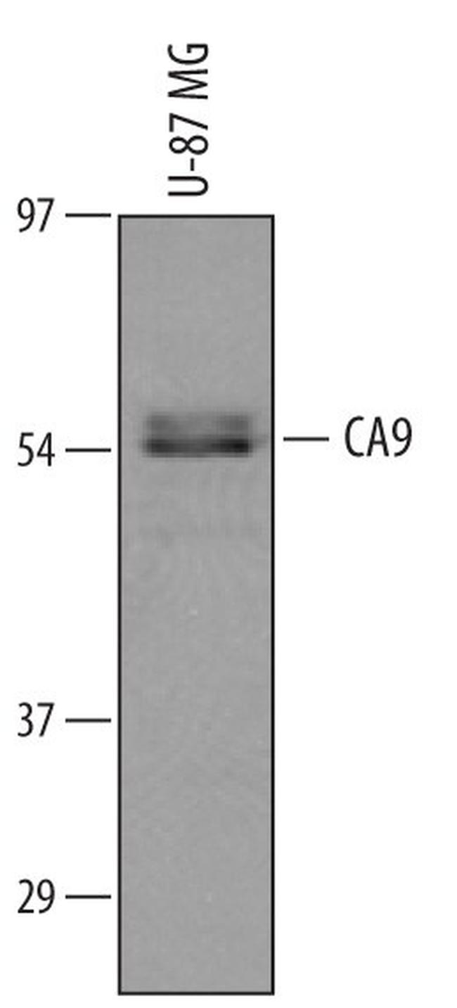 Carbonic Anhydrase IX Antibody in Western Blot (WB)