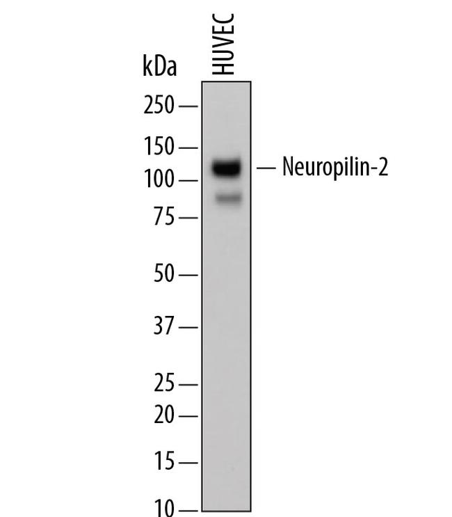 Neuropilin 2 Antibody in Western Blot (WB)