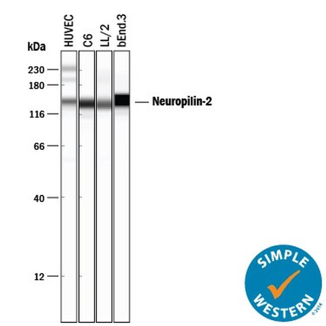 Neuropilin 2 Antibody in Western Blot (WB)