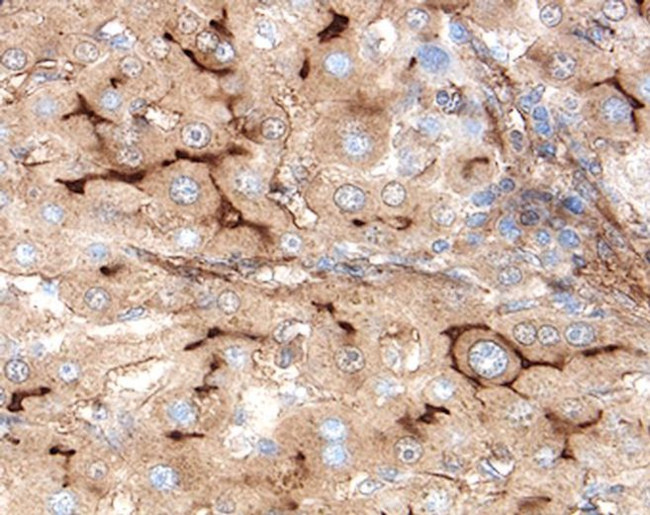 EPCR Antibody in Immunohistochemistry (Paraffin) (IHC (P))