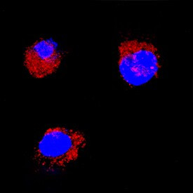 SCF Antibody in Immunocytochemistry (ICC/IF)