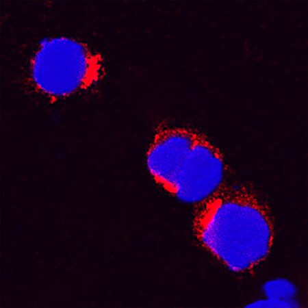 IL-8 (CXCL8) Antibody in Immunocytochemistry (ICC/IF)