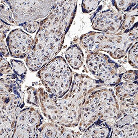 4-1BB Ligand Antibody in Immunohistochemistry (Paraffin) (IHC (P))