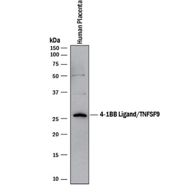 4-1BB Ligand Antibody in Western Blot (WB)