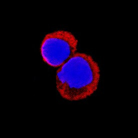 Tnfaip6 Antibody in Immunocytochemistry (ICC/IF)