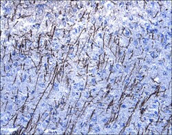 MOG Antibody in Immunohistochemistry (Frozen) (IHC (F))