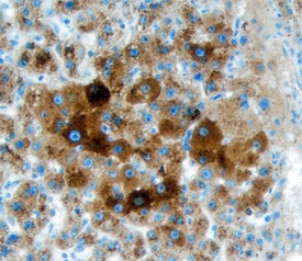 Arylsulfatase A Antibody in Immunohistochemistry (Paraffin) (IHC (P))