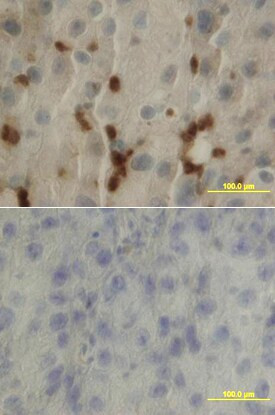 LIF Antibody in Immunohistochemistry (Paraffin) (IHC (P))