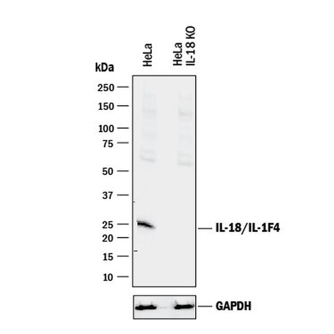 IL-18 Antibody in Western Blot (WB)