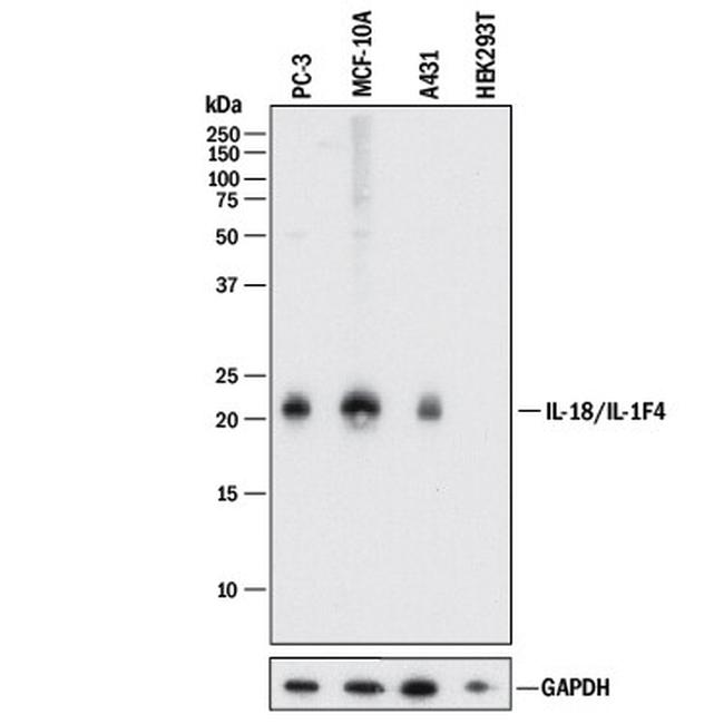 IL-18 Antibody in Western Blot (WB)