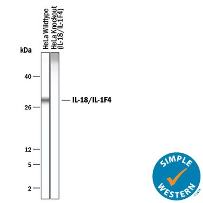 IL-18 Antibody in Western Blot (WB)