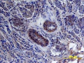 HBEGF Antibody in Immunohistochemistry (Paraffin) (IHC (P))