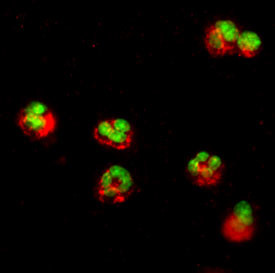 IL1R2 Antibody in Immunocytochemistry (ICC/IF)