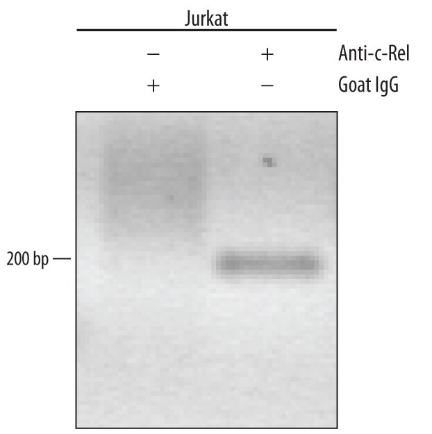 c-Rel Antibody in ChIP Assay (ChIP)