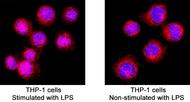 c-Rel Antibody in Immunocytochemistry (ICC/IF)