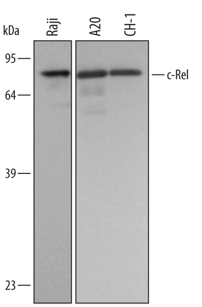 c-Rel Antibody in Western Blot (WB)