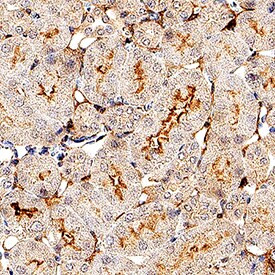 Syndecan 3 Antibody in Immunohistochemistry (Paraffin) (IHC (P))