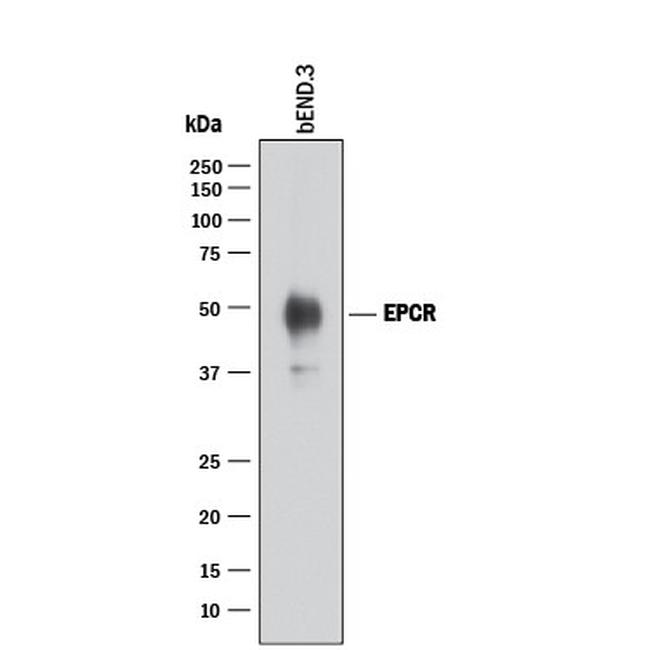 EPCR Antibody in Western Blot (WB)