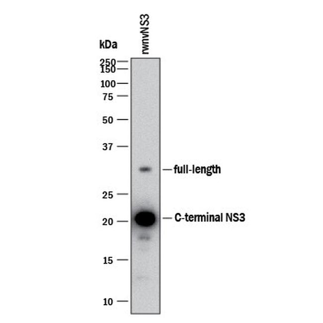 West Nile Virus NS3 Protease Antibody in Western Blot (WB)