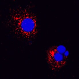 IL-18 Antibody in Immunocytochemistry (ICC/IF)