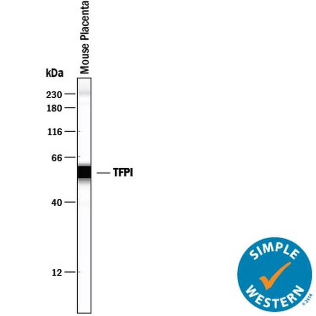 TFPI Antibody in Western Blot (WB)