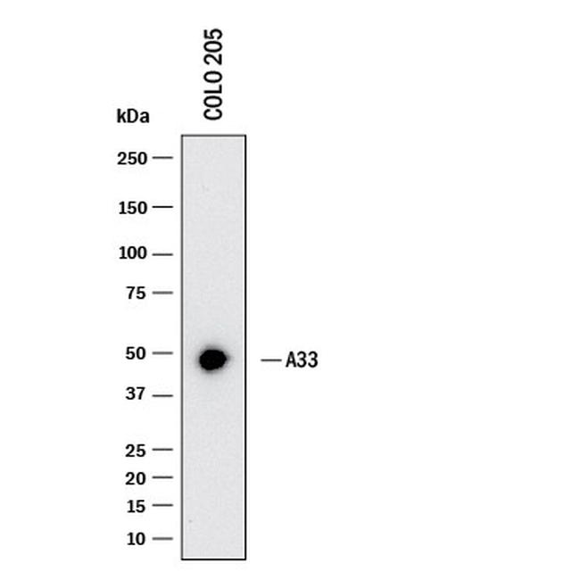 A33 Antibody in Western Blot (WB)